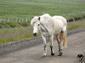 Klappriges Pferd